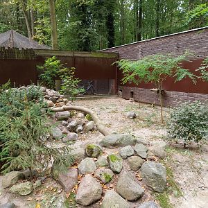 Small Carnivores - Siberian Pallas' Cat (Otocolobus manul manul)