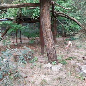 Small Carnivores - European Wild Cat (Felis silvestris silvestris)