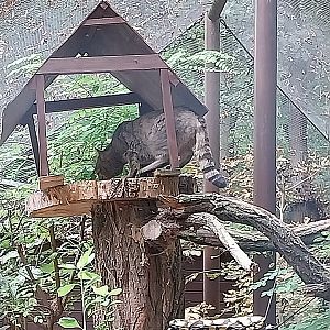 Small carnivores - European Wild Cat (Felis silvestris silvestris)