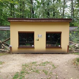 Small carnivores - Jaguarundi House