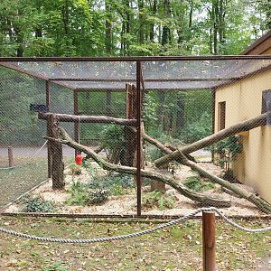 Small carnivores - Jaguarundi (Herpailurus yagouaroundi) enclosure