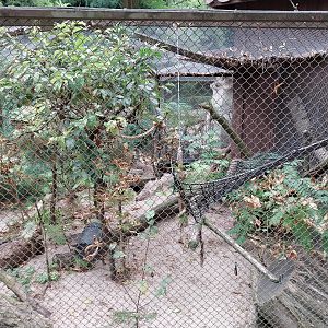 Small carnivores - Siberian Weasel (Mustela sibirica) enclosure