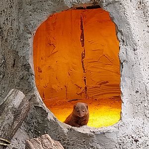 Small carnivores - Dwarf Mongoose (Helogale parvula)