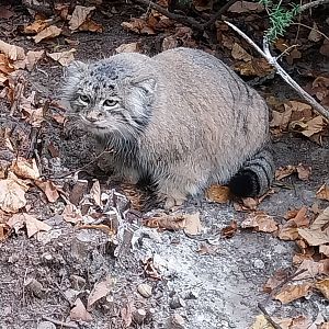 Small carnivores - Siberian Pallas' Cat (Otocolobus manul manul)