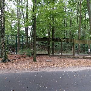 Small carnivores - Eurasian Lynx (Lynx lynx) enclosure
