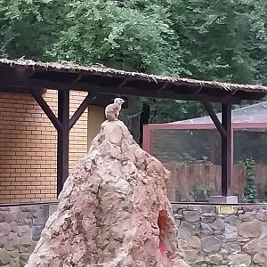 Small carnivores - Meerkat (Suricata suricatta)