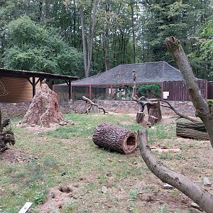 Small carnivores - Meerkat (Suricata suricatta)