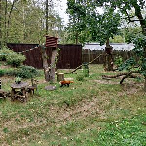 Nepalese Red Panda (Ailurus fulgens)