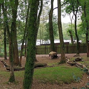 Shensi Takin (Budorcas taxicolor bedfordi)