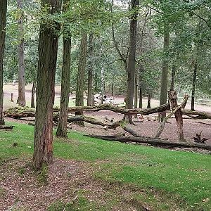 Shensi Takin (Budorcas taxicolor bedfordi)