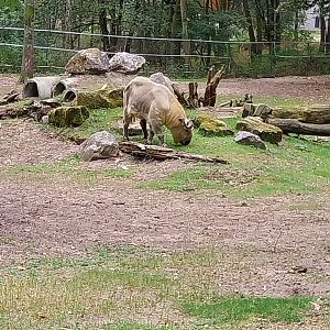 Shensi Takin (Budorcas taxicolor bedfordi)