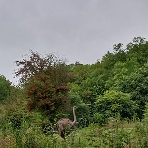 Woodland Savanna - Common Ostrich (Struthio camelus)