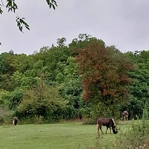 Woodland Savanna - Black Wildebeest (Connochaetes gnou)