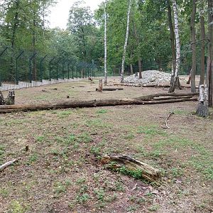 Nubian Ibex (Capra nubiana) and King Colobus (Colobus polykomos)