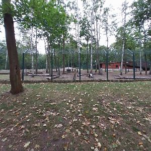 Nubian Ibex (Capra nubiana) and King Colobus (Colobus polykomos)