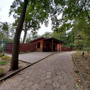 Nubian Ibex (Capra nubiana) and King Colobus (Colobus polykomos)
