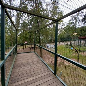 Nubian Ibex (Capra nubiana) and King Colobus (Colobus polykomos)