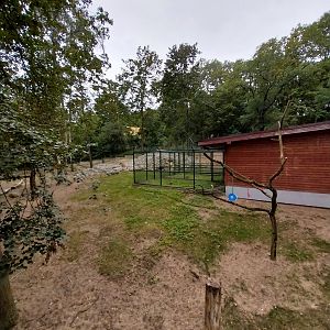 Nubian Ibex (Capra nubiana) and King Colobus (Colobus polykomos)