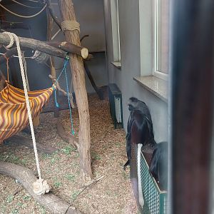 King Colobus (Colobus polykomos)