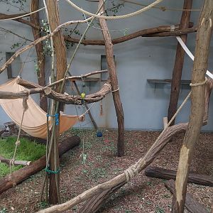 King Colobus (Colobus polykomos)