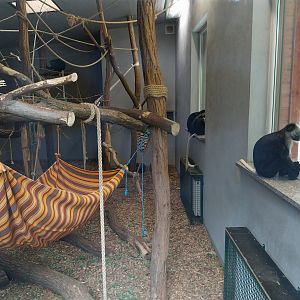 King Colobus (Colobus polykomos)