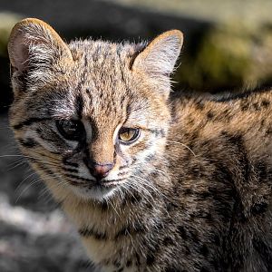 Geoffroy's cat