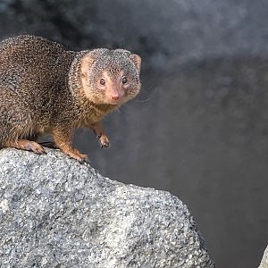 Common dwarf mongoose