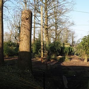 Renovation of the Asian aviaries near the Asiatic lion exhibit, 2025-03-02