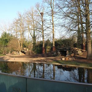 Asiatic lion exhibit with new substrate and a few new logs, 2025-03-02