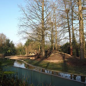 Asiatic lion exhibit with new substrate and a few new logs, 2025-03-02
