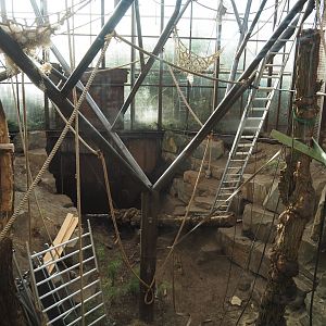 Climbing structures in the northern white-cheeked gibbon indoor exhibit being redone, 2025-03-02