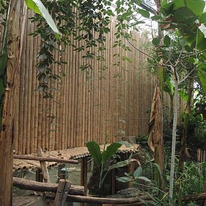 Sumatran orangutan indoor exhibit, now with bamboo poles covering up the top, 2025-03-02