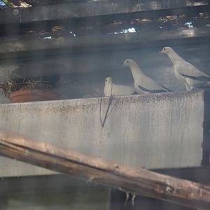 Nicobar pigeons and Pied imperial pigeons building nests, 2025-03-02