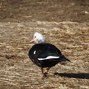 Domestic Muscovy duck (Cairina moschata domestica), 2025-03-02