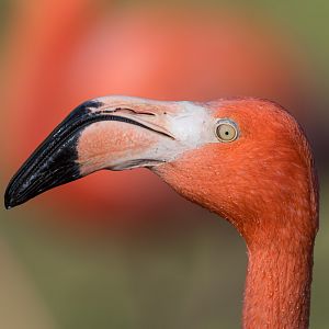 American Flamingo, ZSL Whipsnade, UK