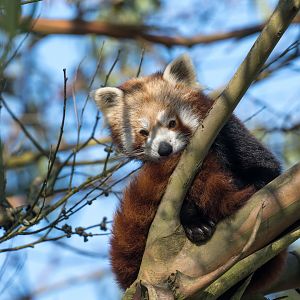 Red Panda, ZSL Whipsnade, UK
