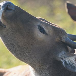 Javan Banteng, ZSL Whipsnade, UK