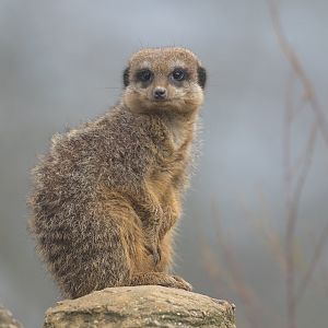 Meerkat, ZSL Whipsnade, UK