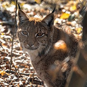 Carpathian lynx