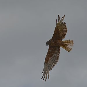 Australasian harrier