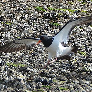 South Island pied oystercatcher