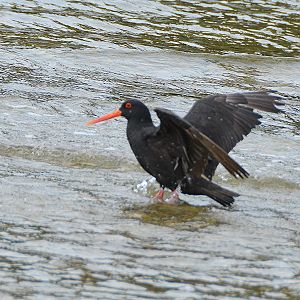 Variable Oystercatcher