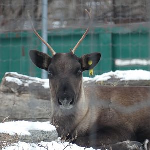 Kirk (Woodland caribou)