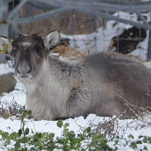 Yukon (Woodland caribou)
