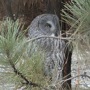 Torrhen (Great grey owl)