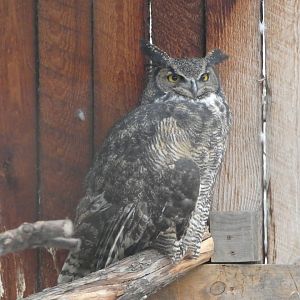 Great horned owl