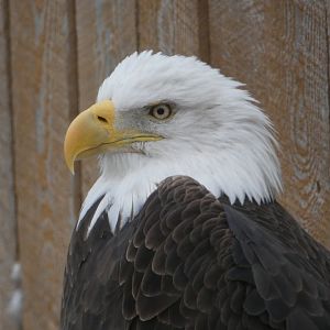 Bald eagle