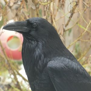 Igor (Common raven)