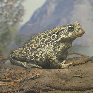Western toad