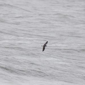 Leach's Storm-Petrel
